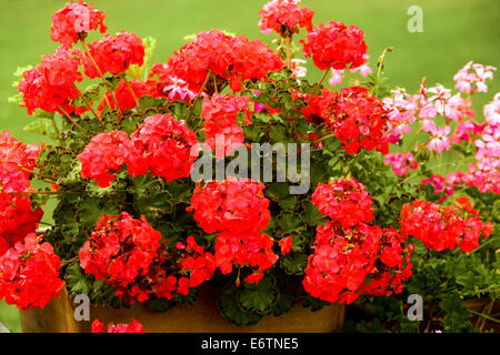 Geranien, Pelargonien (Pelargonium Zonale Hybriden). Stockfoto