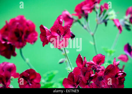 Geranien, Pelargonien (Pelargonium Zonale Hybriden). Stockfoto