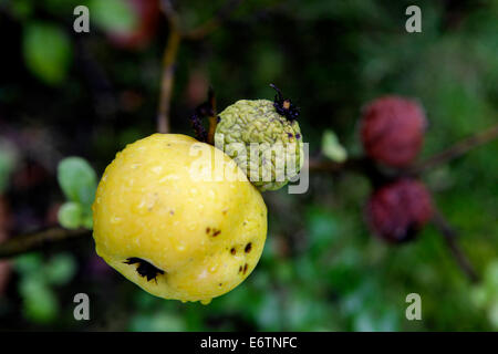 Japanische Quitte Früchte Chaenomeles japonica auf Zweige Stockfoto