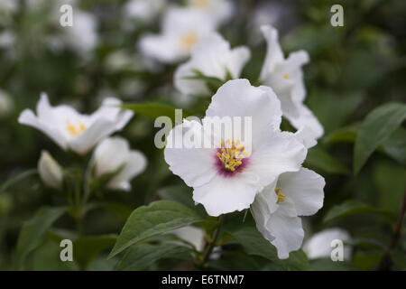 Philadelphus 'Belle Etoile'. Mock Orange Blüten. Stockfoto