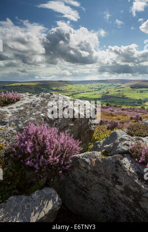 Heather in voller Blüte zu Oakley Wände in der Nähe von Danby auf The North Yorkshire Moors England Stockfoto