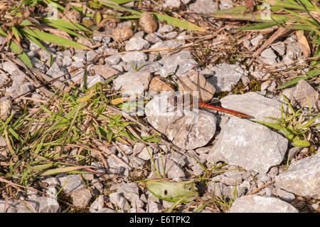 Eine männliche gemeinsame Darter Libelle, Sympetrum Striolatum, ruhen auf dem Boden. Stockfoto