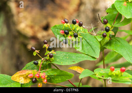 Blätter und Beeren der Pflanze Tollkirsche, Atropa Belladonna. Stockfoto