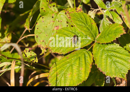 Ein Dronefly, Eristalis Tenax, ruht auf einem Blatt in der englischen Sommersonne. Stockfoto