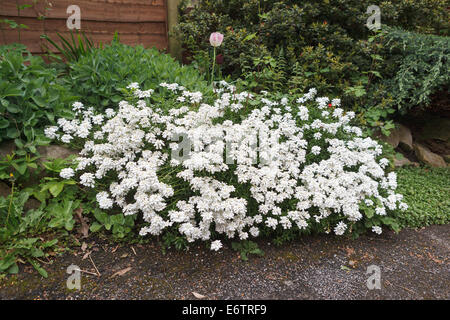 Iberis Sempervirens (immergrüne Schleifenblume, mehrjährige Schleifenblume) Stockfoto