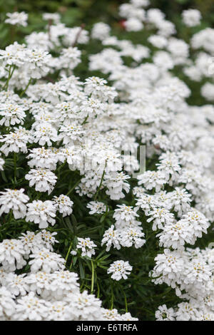 Iberis Sempervirens (immergrüne Schleifenblume, mehrjährige Schleifenblume) Stockfoto