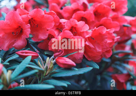 Blumen rot rhododendron Stockfoto