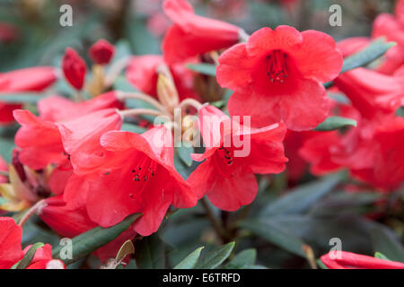 Blumen rot rhododendron Stockfoto