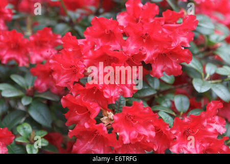 Blumen rot rhododendron Stockfoto