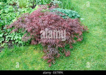 Acer Palmatum Dissectum Garnet-japanischer Ahorn im Frühjahr Stockfoto