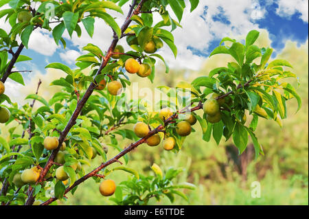 Gelbe Pflaume-Baum mit Früchten auf blauen Himmel im Garten wächst. Stockfoto