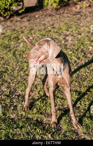 Ein glücklicher Hund hecheln, stehen auf der Wiese in einem Park, mit Blick auf die linke, reinrassige weibliche Weimaraner Jagd Stockfoto
