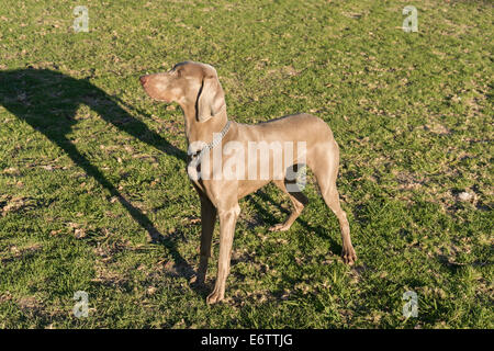 Eine Hündin Weimaraner, stehen auf der Wiese in einem Park, mit Blick auf die linke, Jagd-reinrassige Stockfoto