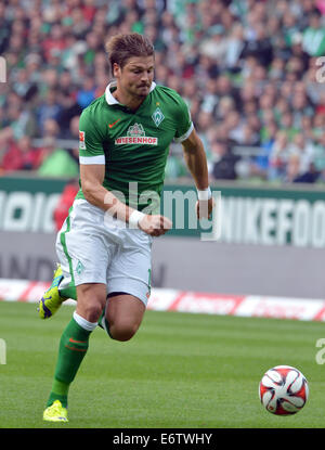 Bremen, Deutschland. 30. August 2014. Bremens Sebastian Proedl in Aktion während der deutschen Fußball-Bundesliga-Fußball-match zwischen Werder Bremen und 1899 Hoffenheim im Weserstadion in Bremen, Deutschland, 30. August 2014. Foto: Carmen Jaspersen/Dpa/Alamy Live News Stockfoto