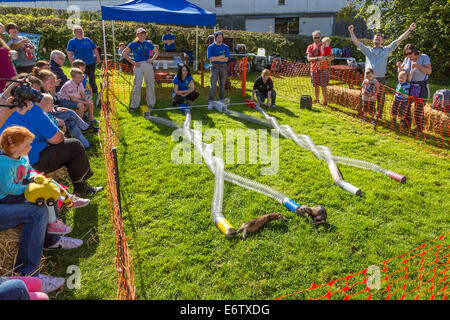 East Kilbride, Schottland. 31. August 2014. Die jährliche Country Fair veranstaltet von der National ländliche Museum of Scotland in East Kilbride nahe Glasgow, Schottland über 5000 Besucher nahmen die Shows, Displays und Exponate, unterstützt durch die warmen sonnigen Sommerwetter genossen. Attraktionen inklusive Schäferhund Studien, herding Ente Displays und Frettchen Rennsport sowie statische zeigt Oldtimer Traktoren und Landmaschinen. Bildnachweis: Findlay/Alamy Live-Nachrichten Stockfoto