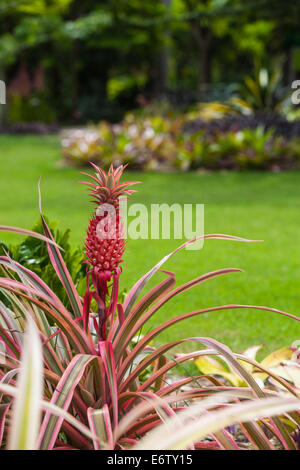 Bromelie Rote Ananas Ananas Bracteatus im Botanischen Garten von Naples in Florida Stockfoto
