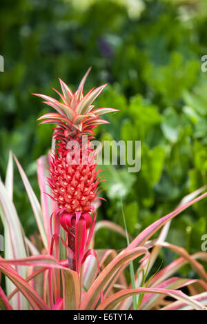 Bromelie Rote Ananas Ananas Bracteatus im Botanischen Garten Naples, Florida Stockfoto