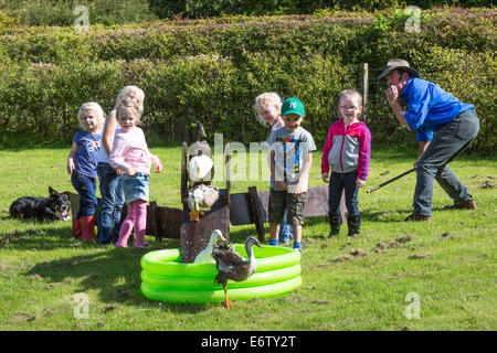 East Kilbride, Schottland. 31. August 2014. Die jährliche Country Fair veranstaltet von der National ländliche Museum of Scotland in East Kilbride nahe Glasgow, Schottland über 5000 Besucher nahmen die Shows, Displays und Exponate, unterstützt durch die warmen sonnigen Sommerwetter genossen. Attraktionen inklusive Schäferhund Studien, herding Ente Displays und Frettchen Rennsport sowie statische zeigt Oldtimer Traktoren und Landmaschinen. Bildnachweis: Findlay/Alamy Live-Nachrichten Stockfoto