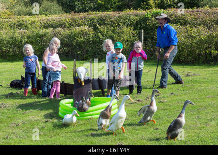 East Kilbride, Schottland. 31. August 2014. Die jährliche Country Fair veranstaltet von der National ländliche Museum of Scotland in East Kilbride nahe Glasgow, Schottland über 5000 Besucher nahmen die Shows, Displays und Exponate, unterstützt durch die warmen sonnigen Sommerwetter genossen. Attraktionen inklusive Schäferhund Studien, herding Ente Displays und Frettchen Rennsport sowie statische zeigt Oldtimer Traktoren und Landmaschinen. Bildnachweis: Findlay/Alamy Live-Nachrichten Stockfoto