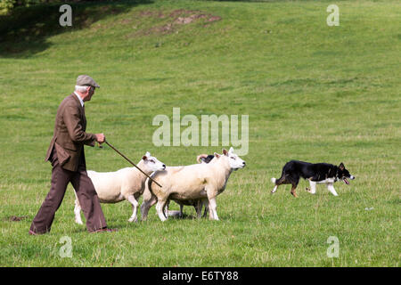 East Kilbride, Schottland. 31. August 2014. Die jährliche Country Fair veranstaltet von der National ländliche Museum of Scotland in East Kilbride nahe Glasgow, Schottland über 5000 Besucher nahmen die Shows, Displays und Exponate, unterstützt durch die warmen sonnigen Sommerwetter genossen. Attraktionen inklusive Schäferhund Studien, herding Ente Displays und Frettchen Rennsport sowie statische zeigt Oldtimer Traktoren und Landmaschinen. Bildnachweis: Findlay/Alamy Live-Nachrichten Stockfoto