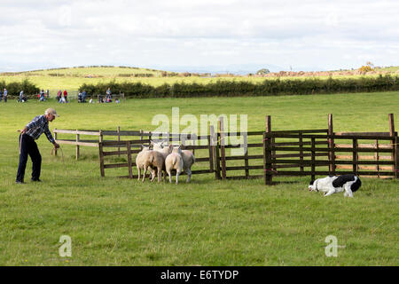 East Kilbride, Schottland. 31. August 2014. Die jährliche Country Fair veranstaltet von der National ländliche Museum of Scotland in East Kilbride nahe Glasgow, Schottland über 5000 Besucher nahmen die Shows, Displays und Exponate, unterstützt durch die warmen sonnigen Sommerwetter genossen. Attraktionen inklusive Schäferhund Studien, herding Ente Displays und Frettchen Rennsport sowie statische zeigt Oldtimer Traktoren und Landmaschinen. Bildnachweis: Findlay/Alamy Live-Nachrichten Stockfoto