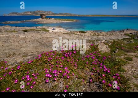 Strand und kristallklares blaues Meer Spiaggia Strand auf Sardinien in Italien Stockfoto