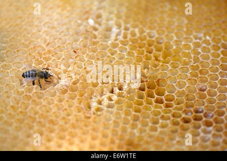 Bienen arbeiten auf Honigwabe Stockfoto