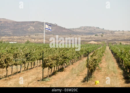 Golanhöhen, Israel. 31. August 2014. Weinberge sind häufig in den Golan-Höhen von mehr als sieben tausend Tonnen Trauben pro Jahr. Bildnachweis: Nir Alon/Alamy Live-Nachrichten Stockfoto