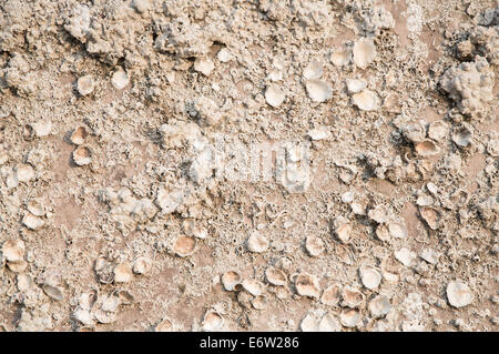 Strandgut: maritime natürlichen Hintergrund auf das Meer mit Muscheln und Fossilien von Kalk. Stockfoto