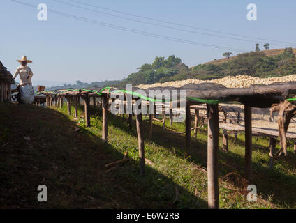 Arbeitnehmer vor weißen Bohnen trocknen In der Sonne In einem fairen Handel Kaffee Farm, Jimma, Äthiopien Stockfoto