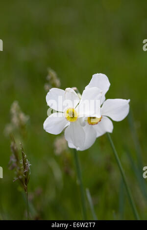 Narcissus Poeticus wächst in einem englischen Garten. Stockfoto