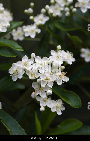 Pyracantha. Feuerdorn Blumen. Stockfoto