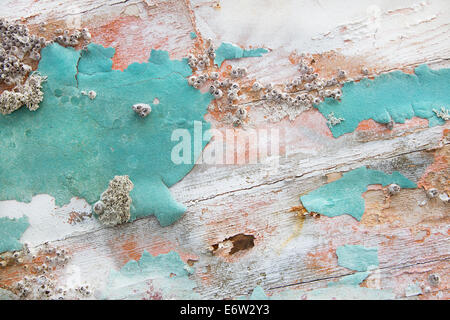 Alte hölzerne schäbigen schicken Hintergrund mit Alter Verkalkung der Muscheln und Fossilien in Türkis Pastellfarben. Stockfoto