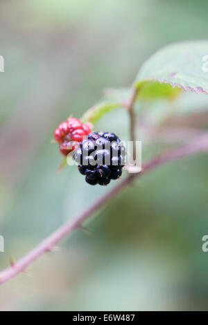 Rubus Fruticosus. Brombeeren Reifen in der Hecke im Herbst. Stockfoto