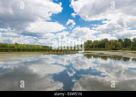 Teich in Tifft Naturschutzgebiet in Buffalo New York Stockfoto