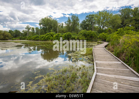 Teich und Boardwalk in Tifft Naturschutzgebiet in Buffalo New York Stockfoto