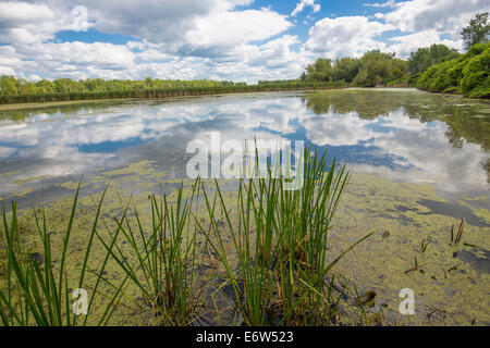 Teich in Tifft Naturschutzgebiet in Buffalo New York Stockfoto