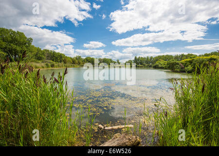 Teich in Tifft Naturschutzgebiet in Buffalo New York Stockfoto