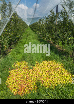 Windfall Äpfel stapelten sich am Ende einer Zeile in einem Obstgarten. Stockfoto