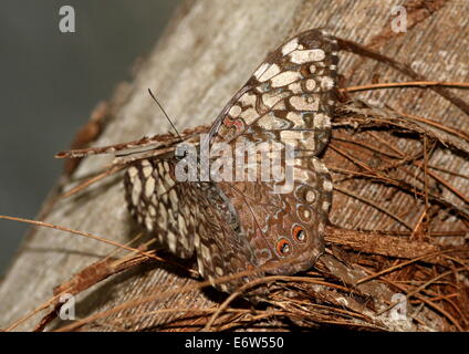 Grau-Cracker Schmetterling (Hamadryas Phaebrua), gut getarnt und posiert auf einem tropischen Baum-Rinde Stockfoto