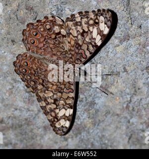 Dorsale Ansicht grau Cracker Schmetterling (Hamadryas Phaebrua), gut getarnt und posiert auf einem Felsen Stockfoto