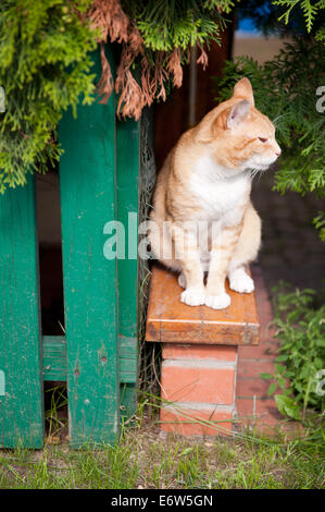 Roter Hut streunende Findelkind Katze sitzt Stockfoto