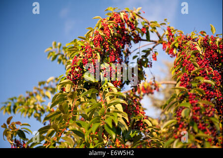 Prunus Serotina rote Früchte Zweige Stockfoto