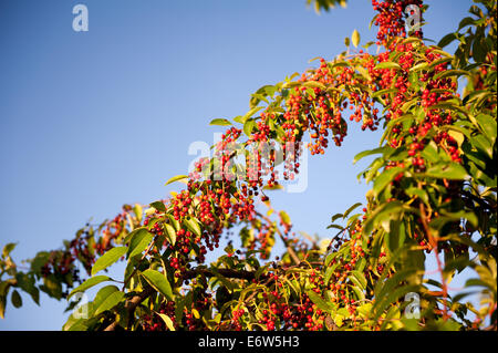 Prunus Serotina rote Früchte wachsen Stockfoto