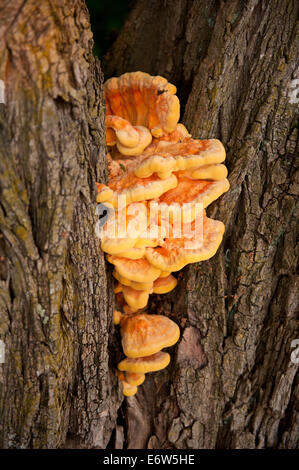 Orange essbare Pilz Laetiporus sulphureus Stockfoto