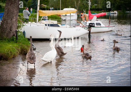 Familie Jungvögel Schwäne Stockfoto