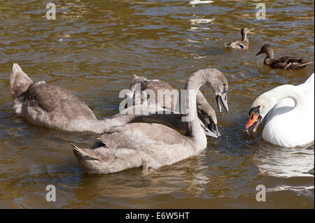 Höckerschwäne Cygnets Familie Stockfoto