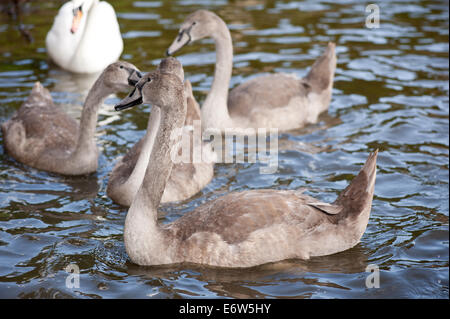 Höckerschwan Cygnets Schar Vögel Stockfoto