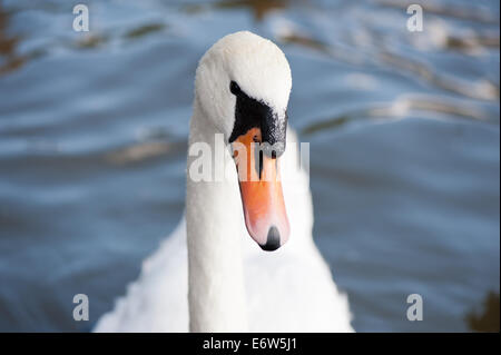 Höckerschwan Kopf Porträt Stockfoto