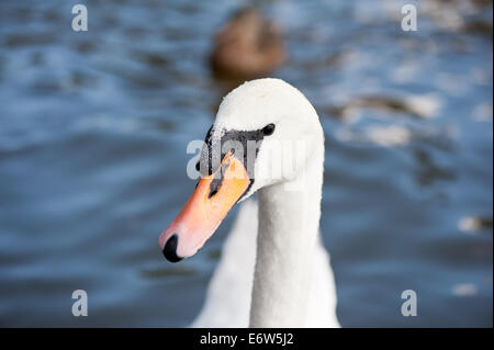 Höckerschwan Altvogel Stockfoto